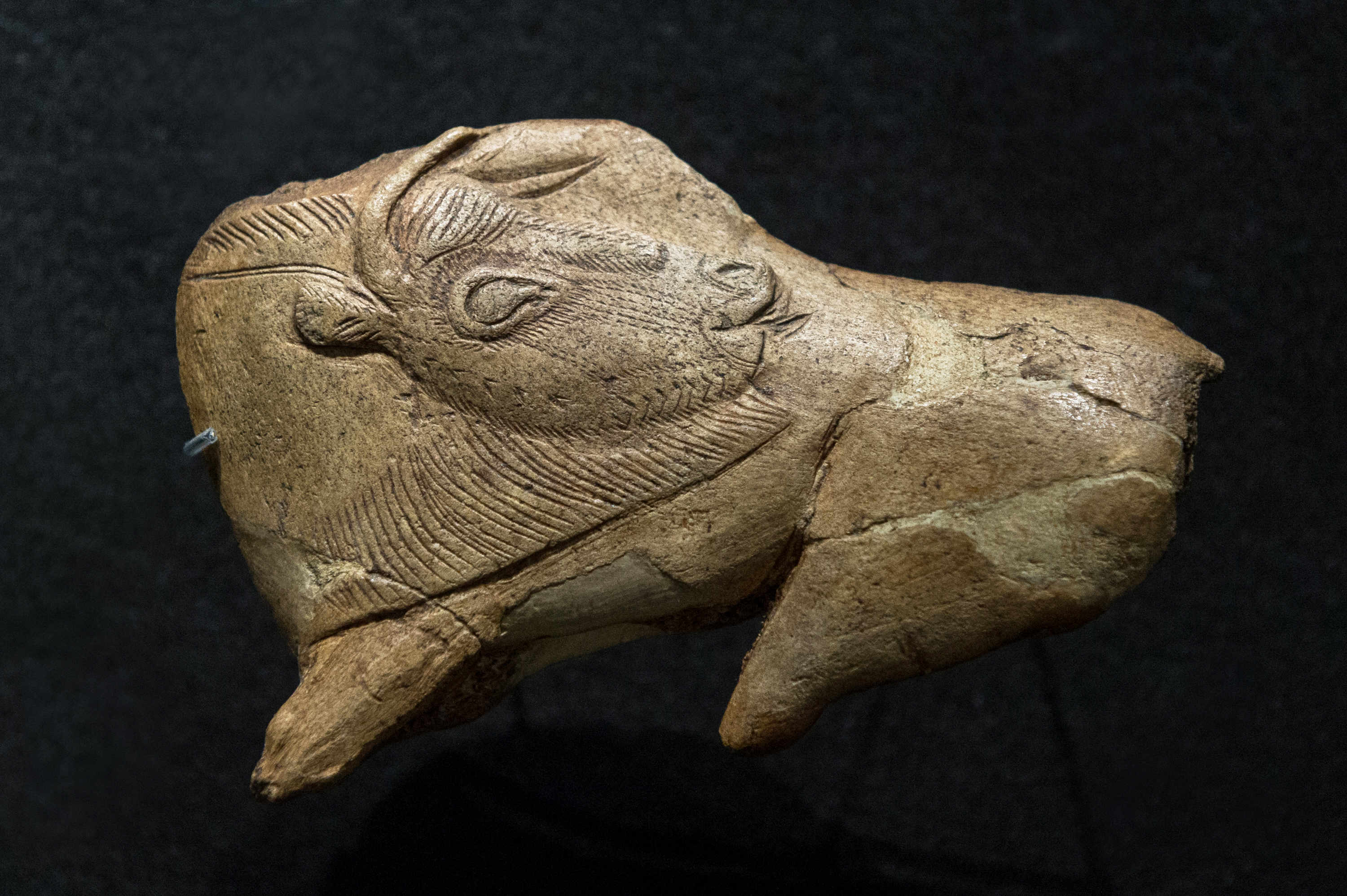 Magdalenian bison carved in antler, its head turned back across its body, with fine engraved marks describing hair.